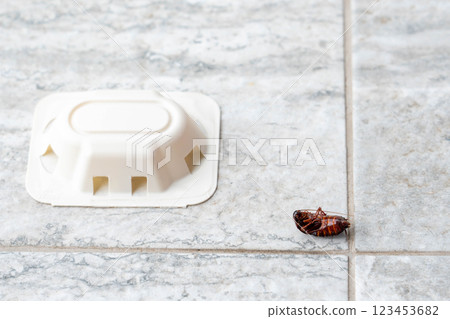Hygiene issue with cockroach and pest control device in home Hygiene issue with cockroach and pest control device in home 123453682