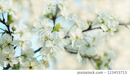 Abstract floral spring background from defocused tender cherry flowers in pastel colors with soft focus. Banner for the screen, beautiful vibrant greeting card or invitation, seasonal concept of Abstract floral spring background from defocused tender cherry flowers in pastel colors with soft focus. Banner for the screen, beautiful vibrant greeting card or invitation, seasonal concept of 123453713