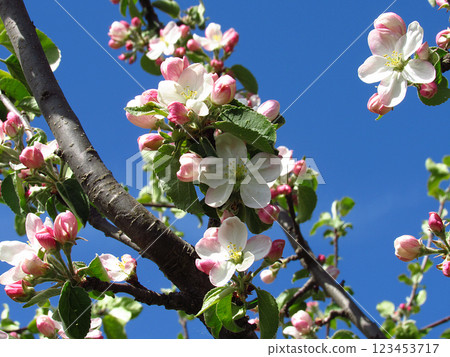 Flowering trees in spring on a light background, beautiful garden and good harvest in summer 123453717
