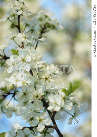 Flowering trees in spring on a blurred background, selective focus, beautiful garden and good harvest in summer. Branches of plums in spring garden with blur effect for abstract background 123453750