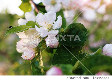 Flowering trees in spring on a light background, beautiful garden and good harvest in summer 123453855