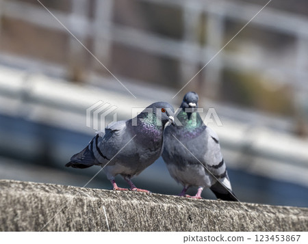 Two pigeons on a riverbank 123453867