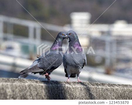 Two pigeons on a riverbank 123453870