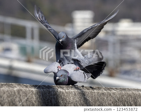 河岸上交配的鴿子 123453872
