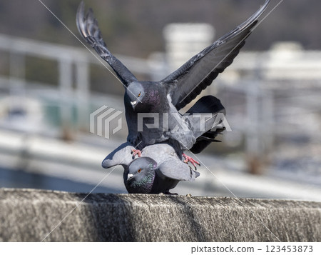 河岸上交配的鴿子 123453873