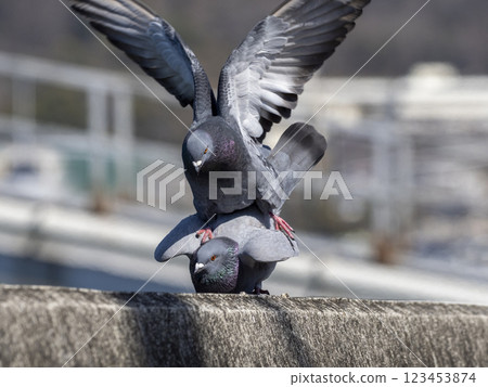 河岸上交配的鴿子 123453874
