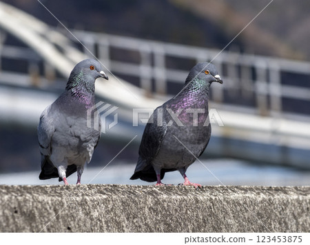 河岸上的兩隻鴿子 123453875