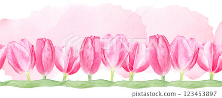 Tulip seamless watercolor border on pink watercolor background. Hand painted pink flower illustration. High quality art perfect for mother's, women's day cards, perfume, packaging, decor, eco design 123453897