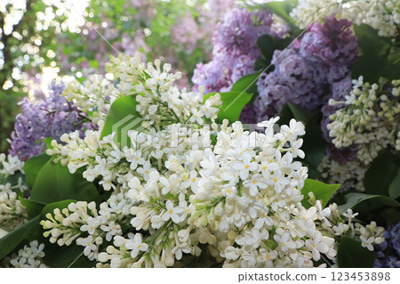 Blooming lilac in the spring in the garden., Selective focus. Blooming trees in May early in the morning, lilac and white flowers in the sun 123453898