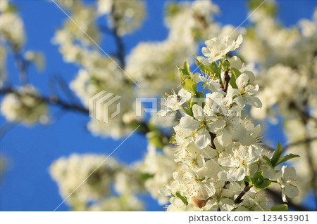Blooming trees in the spring against the blue sky, a beautiful garden and a good harvest in the summer. The branches of plums in the spring garden 123453901