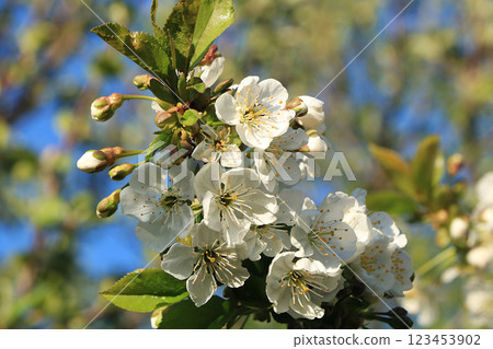 Blooming trees in the spring against the blue sky, a beautiful garden and a good harvest in the summer. The branches of plums in the spring garden 123453902