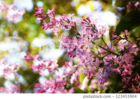 Flowering trees in spring on a light background, beautiful garden and good harvest in summer 123453904