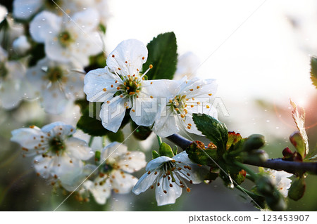 Flowering trees in spring on a light background, beautiful garden and good harvest in summer 123453907