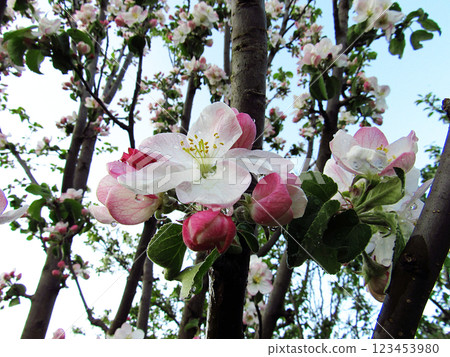 Flowering trees in spring on a light background, beautiful garden and good harvest in summer Flowering trees in spring on a light background, beautiful garden and good harvest in summer 123453980