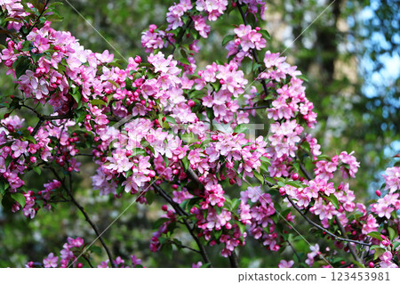 Flowering trees in spring on a light background, beautiful garden and good harvest in summer Flowering trees in spring on a light background, beautiful garden and good harvest in summer 123453981