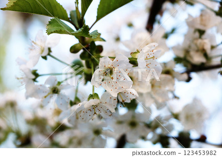 Flowering trees in spring on a blurred background, selective focus, beautiful garden and good harvest in summer. Branches of plums in spring garden with blur effect for abstract background Flowering trees in spring on a blurred background, selective focus, beautiful garden and good harvest in summer. Branches of plums in spring garden with blur effect for abstract background 123453982