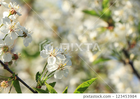 Cherry blossoms flowers on a blurred background with bokeh closeup, selective focus. May blossoming cherry in the garden on a light background 123453984