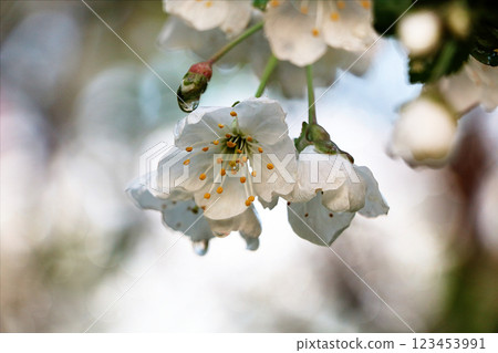 Flowering trees in spring on a light background, beautiful garden and good harvest in summer 123453991