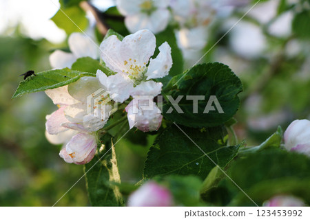 Flowering trees in spring on a light background, beautiful garden and good harvest in summer 123453992