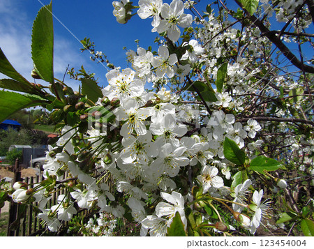 Flowering trees in spring on a light background, beautiful garden and good harvest in summer 123454004