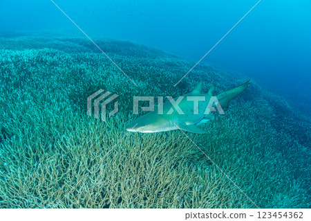A grey nurse shark swimming amongst a colony of bleached coral branches, Ogasawara 123454362