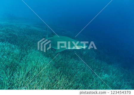 一隻灰色護士鯊在小笠原群島的一群白化的珊瑚枝間遊動 一隻灰色護士鯊在小笠原群島的一群白化的珊瑚枝間遊動 123454370