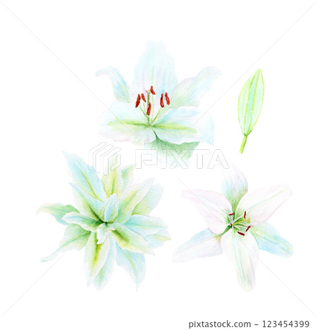 White lily flower watercolor illustration set isolated on white. High quality clip art perfect for cards, posters, stickers, Easter, Passover, Holy Thursday, christening baptism wedding church decor 123454399