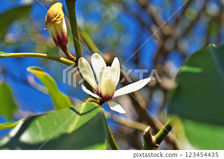 White staghorn berry flowers (winter, February) 123454435