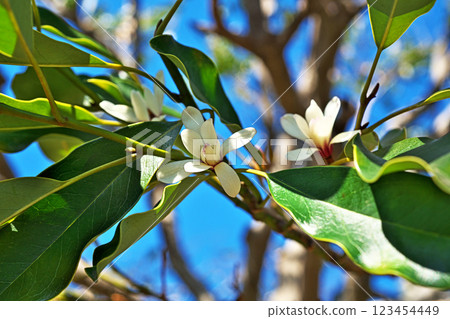 白色鹿角果花(冬季,二月) 白色鹿角果花(冬季,二月) 123454449