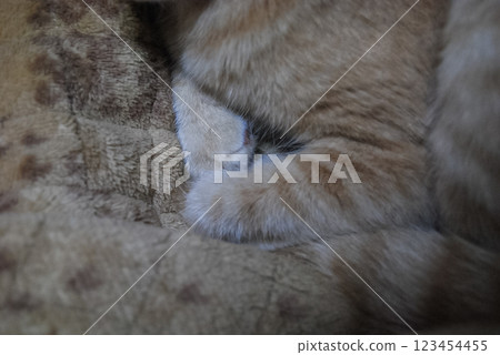 棕色虎斑貓毛茸茸的前爪 123454455