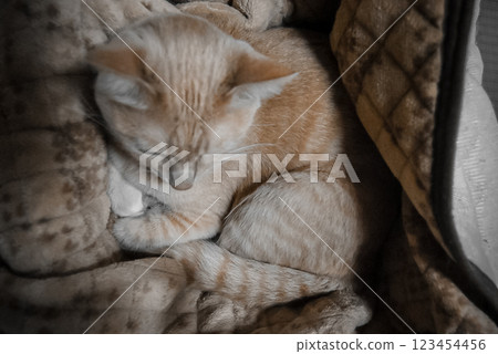 棕色虎斑貓的頭頂看起來有點沮喪 棕色虎斑貓的頭頂看起來有點沮喪 123454456