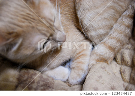 棕色虎斑貓蜷縮起來 123454457