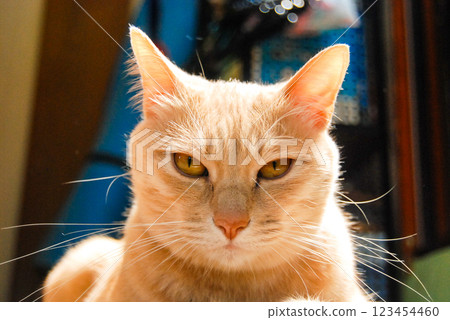Being glared at head on by an intimidating brown tabby cat 123454460