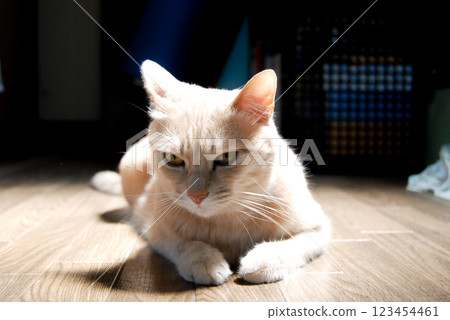 Brown tabby cat gazing into the distance, reminiscing about the past Brown tabby cat gazing into the distance, reminiscing about the past 123454461