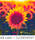 The sunflowers in the evening sun are burning red from the intense heat. 123454507