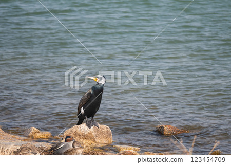 站在滋賀縣大津市琵琶湖湖畔的鸕鶿 站在滋賀縣大津市琵琶湖湖畔的鸕鶿 123454709