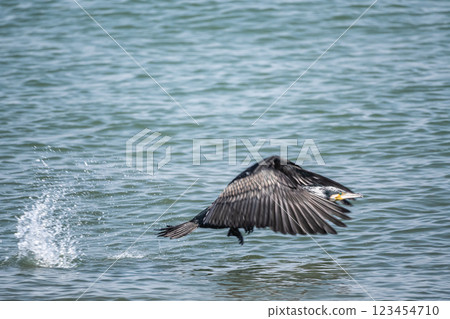 從滋賀縣大津市琵琶湖起飛的鸕鶿 123454710