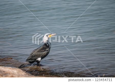 站在滋賀縣大津市琵琶湖湖畔的鸕鶿 站在滋賀縣大津市琵琶湖湖畔的鸕鶿 123454711