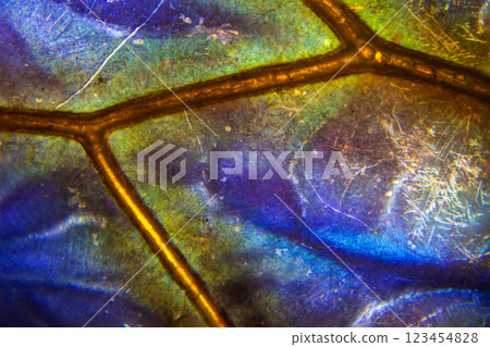 cicada wings 123454828