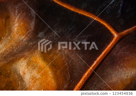 cicada wings 123454836