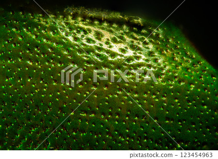 金甲蟲歸來 金甲蟲歸來 123454963