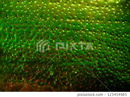 金甲蟲歸來 金甲蟲歸來 123454965