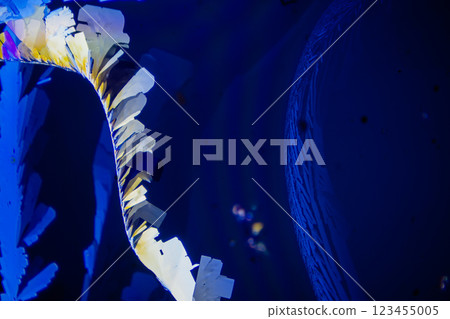 水晶檸檬酸 123455005