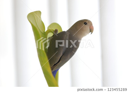 小作R子 小作R子 123455289