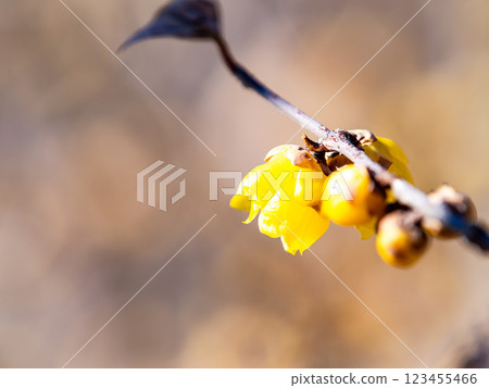 Beautiful New Year's flower: Fragrant Wintersweet 123455466