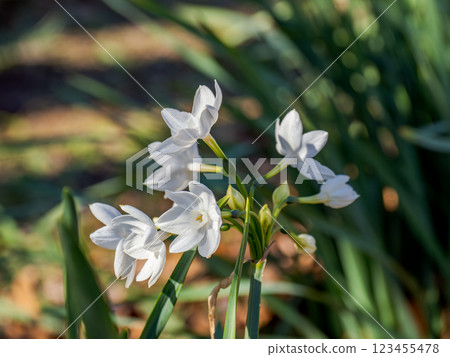 冬日晴天綻放的純白色水仙花【紙白】 123455478