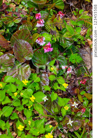 Early summer on the ridge of Mt. Morimoto, including rock lilies, large-leaved violets, and three-leaved buttercups Early summer on the ridge of Mt. Morimoto, including rock lilies, large-leaved violets, and three-leaved buttercups 123455508