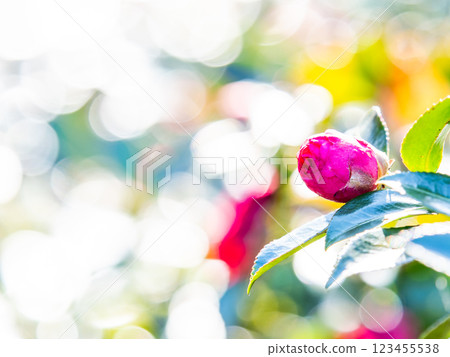 Beautiful new year flowers: camellia in full bloom Beautiful new year flowers: camellia in full bloom 123455538