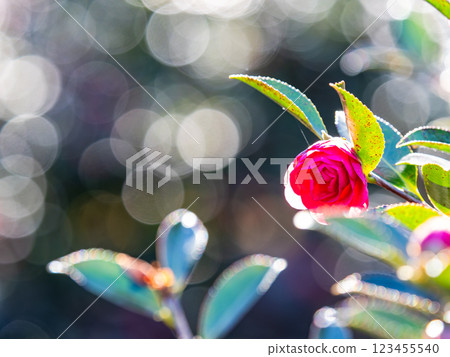 美麗的新年花：盛開的山茶花 123455540