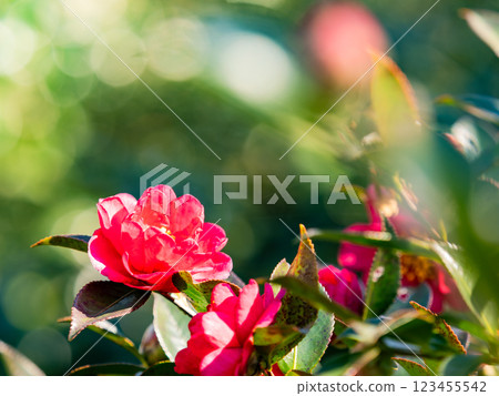 Beautiful new year flowers: camellia in full bloom Beautiful new year flowers: camellia in full bloom 123455542